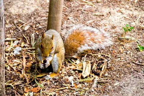 Lovely squirrel being adorable while eating Stock Photos