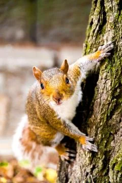 Lovely squirrel being adorable while standing in a tree Фото