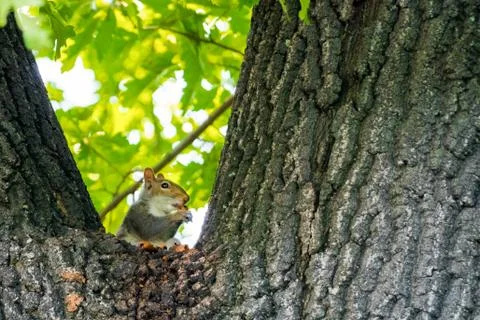 Lovely squirrel being adorable while sitted on a tree Фото