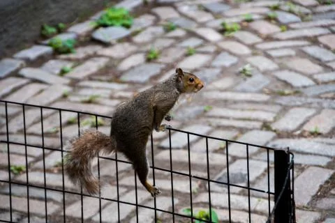 Lovely squirrel being adorable while standing on a fence Foto stock