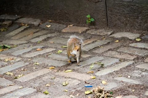Lovely squirrel being adorable while standing on the floor Stock Photos