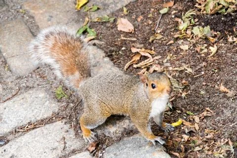 Lovely squirrel being adorable while looking up Stock Photos