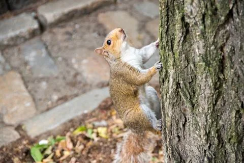 Lovely squirrel being adorable while climbing tree Фото