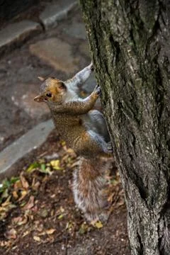 Lovely squirrel being adorable while cimbing tree Stock Photos