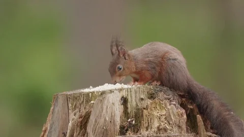 Lovely Squirrel Eating on a Tree Stump Stock Footage 108405741