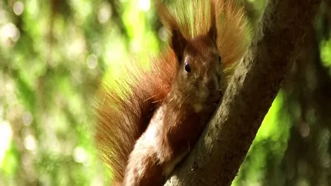 A lovely squirrel is resting on a branch Stock Footage 89695712