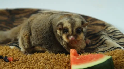 Lovely sugar glider Stock Footage 25855756