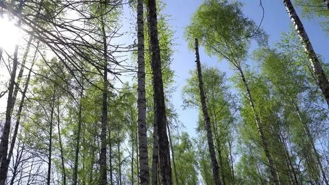 Lovely Sunset behind the Forrest in Kursk Stock Footage 75210352