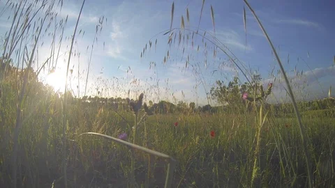 Lovely sunset at flield with dry plats swaying with the wind Video stock 107281132