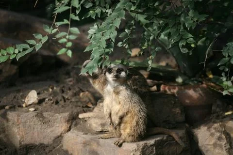 Lovely suricate Stock Photos