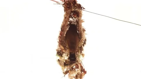 Lovely tiny bird in the nest Stock Footage 45441213