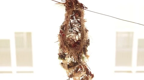 Lovely tiny bird in the nest Stock Footage 45441473