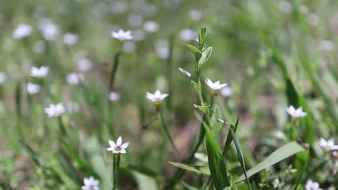 Lovely, tiny white flowers in slow motion, extreme close up Stock Footage 136029920