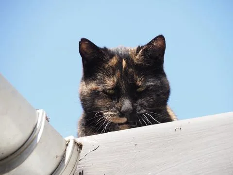 A lovely tortoiseshell cat looking down from a roof Stock Photos