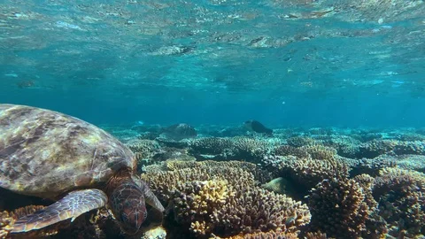 Lovely turtle seen on top of the reef on Lady Elliot Island at low tide. Stock Footage 116323524