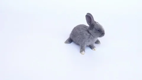 Lovely twenty days rabbits on white background Stock Footage 101042353