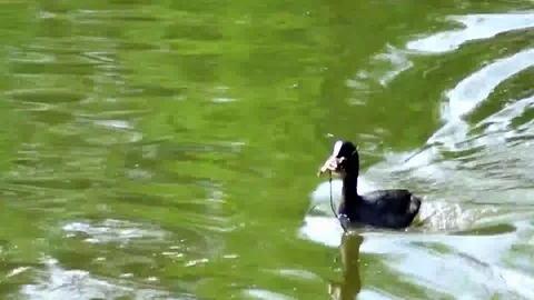 Lovely two ducks are building a nest on the lake Stock Footage 90175227