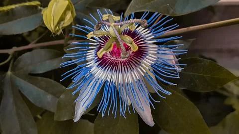 Lovely unique flower Stock Photos