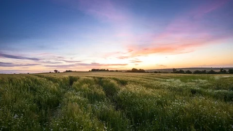 Lovely Video Time Lapse of a Green Wheat Field and Daisy Flowers at Sunset Time Stock Footage 91192953