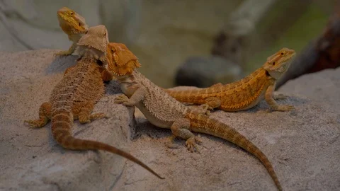 Lovely view of four lizard setting on the rock Video stock 108796867