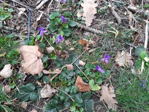 Lovely Violets Stock Photos