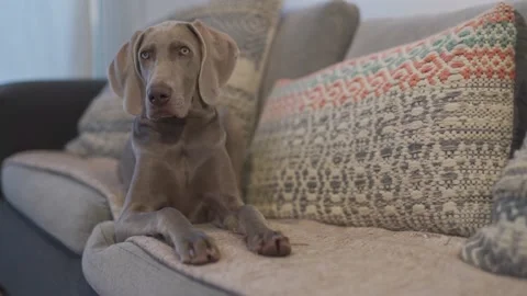 A lovely Weimaraner breed dog falling asleep while lying on a couch Stock Footage