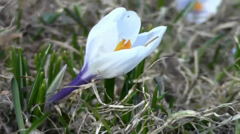 Lovely white crocus Stock Footage 22743639