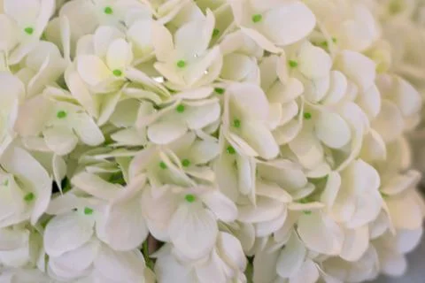 Lovely white hydrangeas, background. Stock Photos