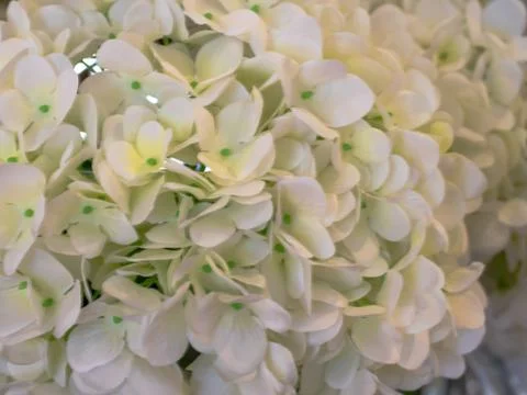 Lovely white hydrangeas, background. Stock Photos