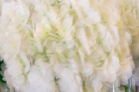 Lovely white hydrangeas, background. Stock Photos