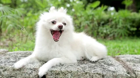 Lovely white pomeranian dog at outdoor Stock Footage