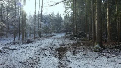 Lovely winter forest with snow falling 스톡 동영상 121233980