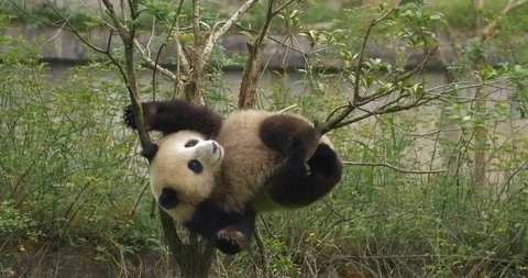 Lovely young panda playing in the tree Stock Footage 114103970
