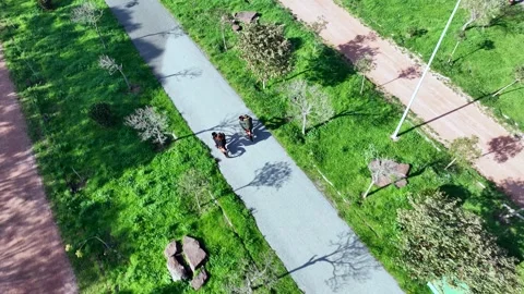 Lovers cycling in the park Stock Footage 292619213