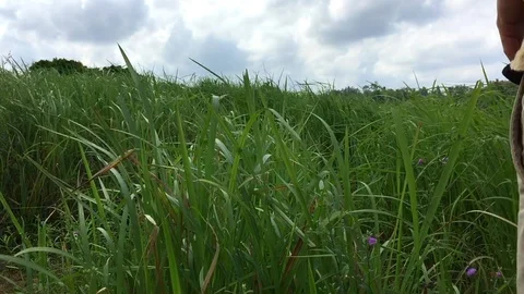Lovers at the field of green grass Stock Footage 93286652