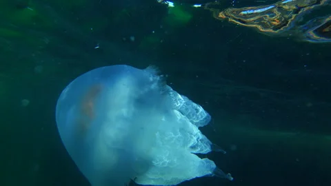Lovers at the field of green grass Stock Footage 202085643