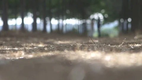 Lovers in the forest Stock Footage 76244754