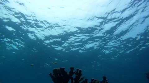 Lovers Snorkeling Stock Footage 7902989