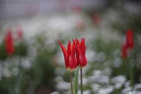 Lovers tulips Stock Photos