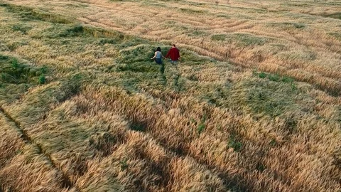Lovers walking in a field at sunset holding hands Stock Footage 78675849