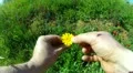 Loves me or loves me not? HD Footage