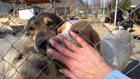 Loving and touching dogs through metal net Stock Footage 85894014