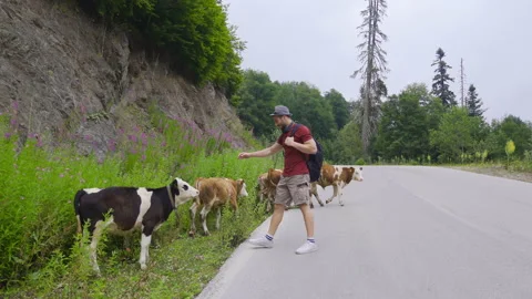 Loving a calf in the forest. Video stock 212252124