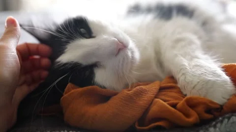 Loving cat Stock Footage 139762719