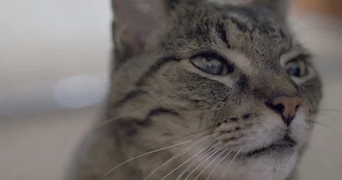 A loving cat looking around 스톡 동영상 105670730