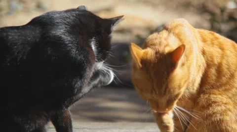 Loving cats Stockbeeldmateriaal 1105474