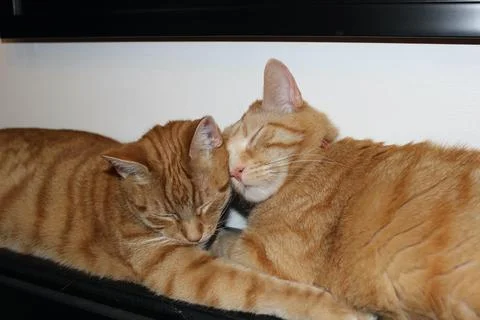 Loving Cats Stock-Fotos