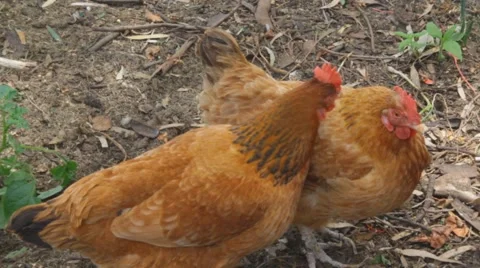 Loving chicken Stockbeeldmateriaal 905733