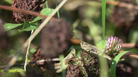 Loving communication of two Grasshoppers Stock Footage 137221794