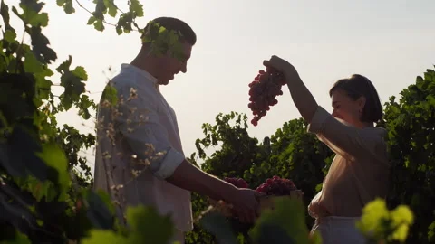 Loving couple picking ripe grape bunches from vines during wine harvest season Stock Footage 285443841